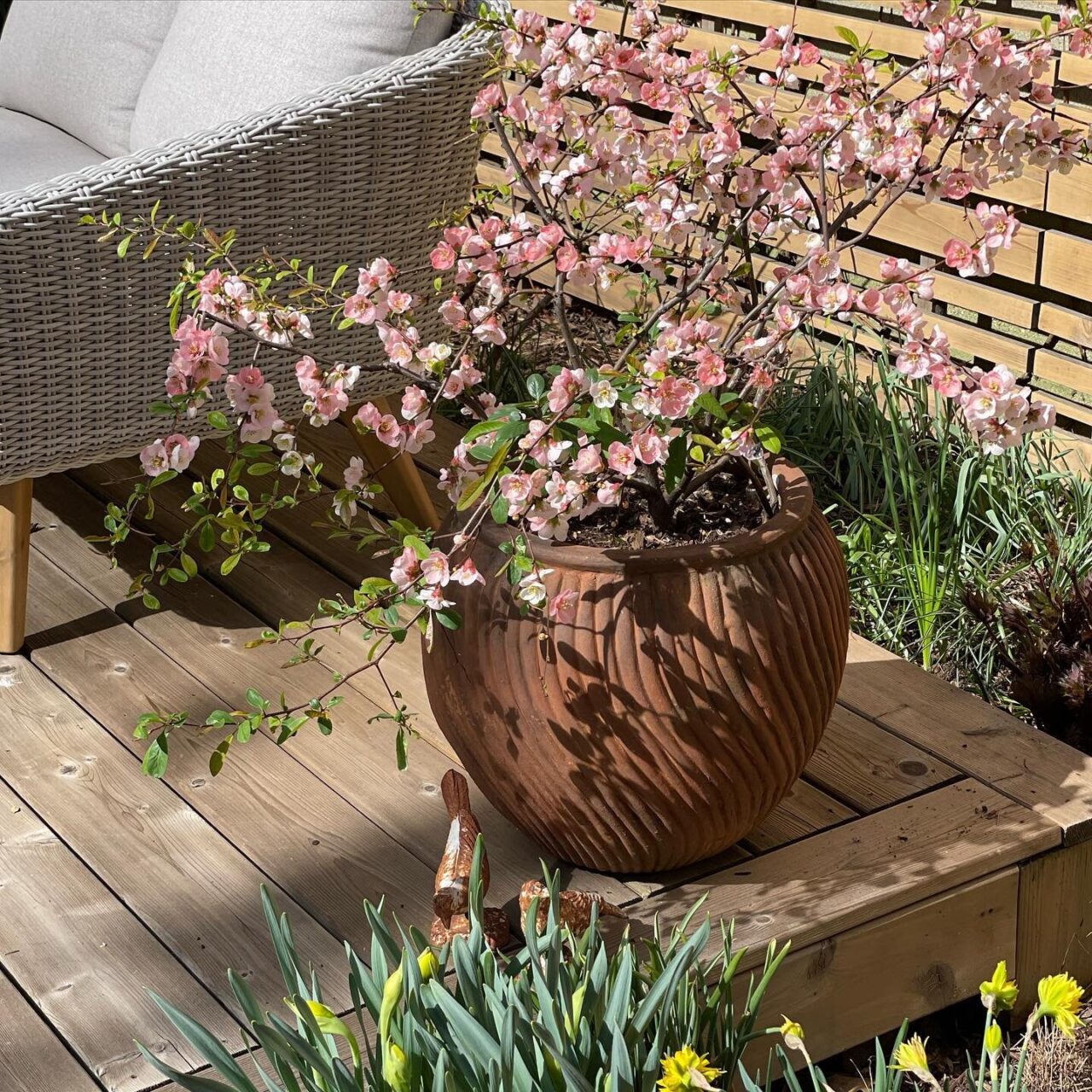 Limitless Landscaping softscaping project with flowering plants in Winnipeg, Manitoba.